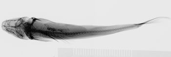 Media type: image;   Ichthyology 37283 Description: xray;  Aspect: dorsal